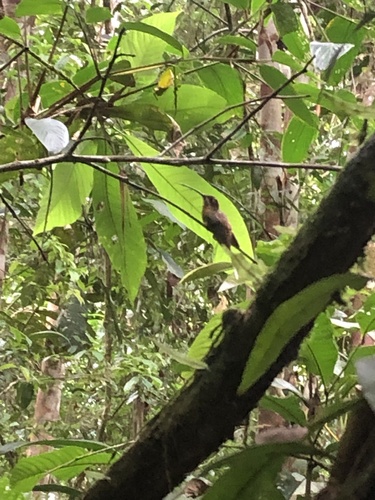 Koepcke's Hermit (Phaethornis koepckeae), photo 5