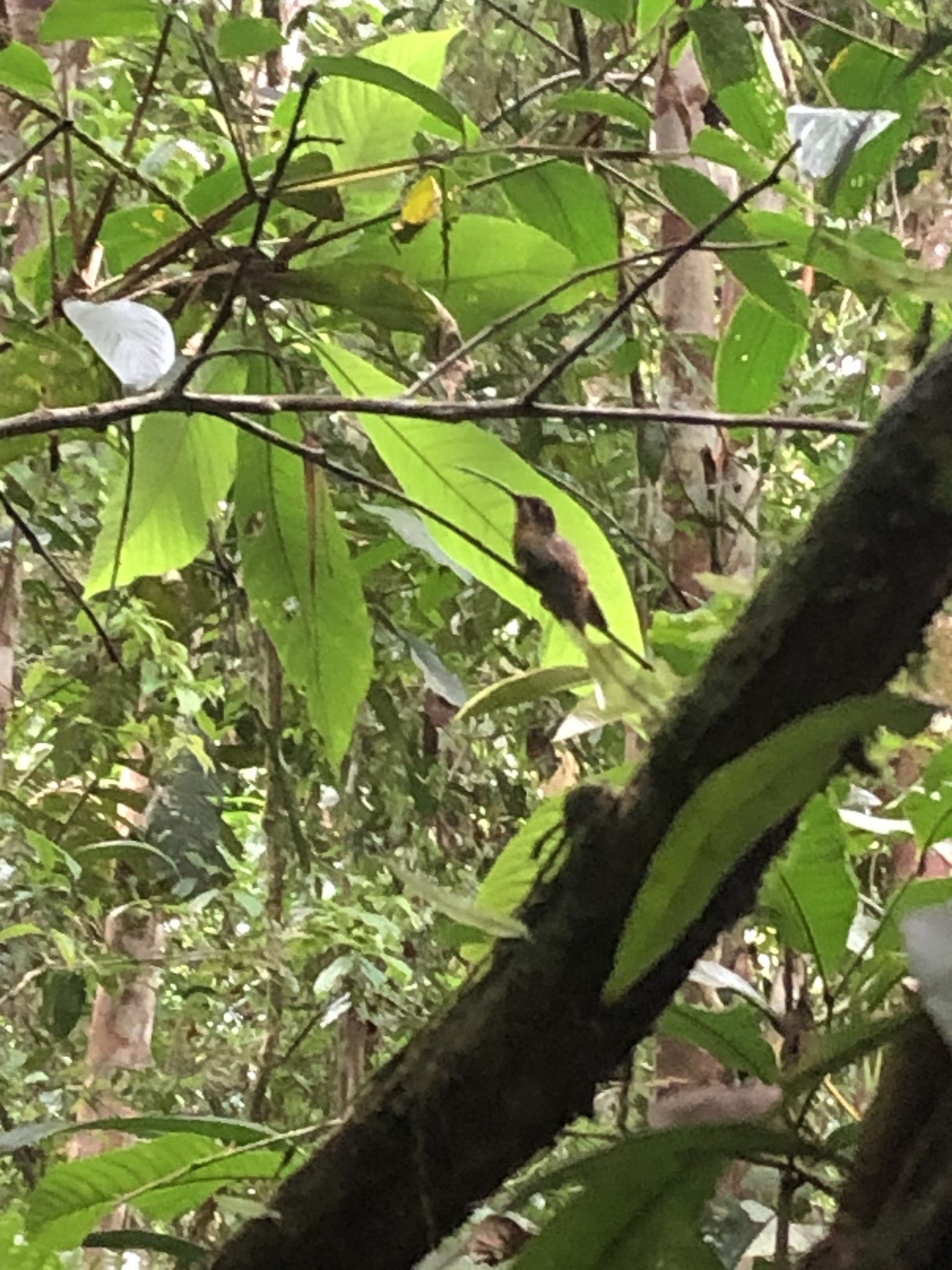 Koepcke's Hermit (Phaethornis koepckeae), photo 7