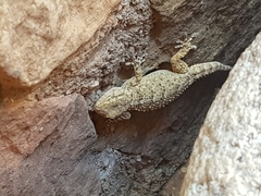 Tarentola mauritanica