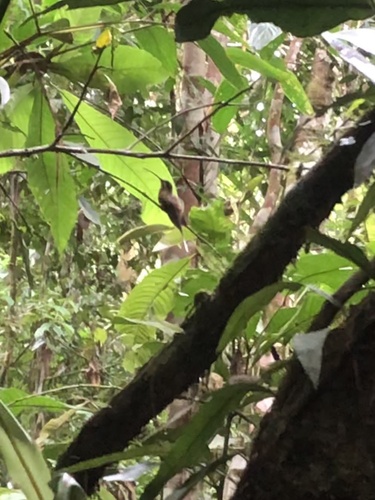 Koepcke's Hermit (Phaethornis koepckeae), photo 8