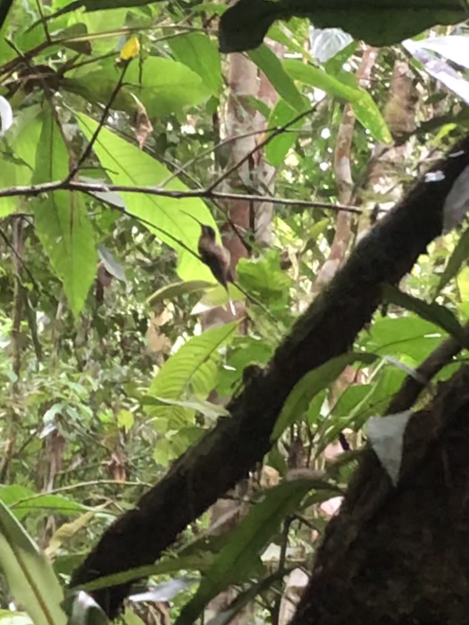 Koepcke's Hermit (Phaethornis koepckeae), photo 8