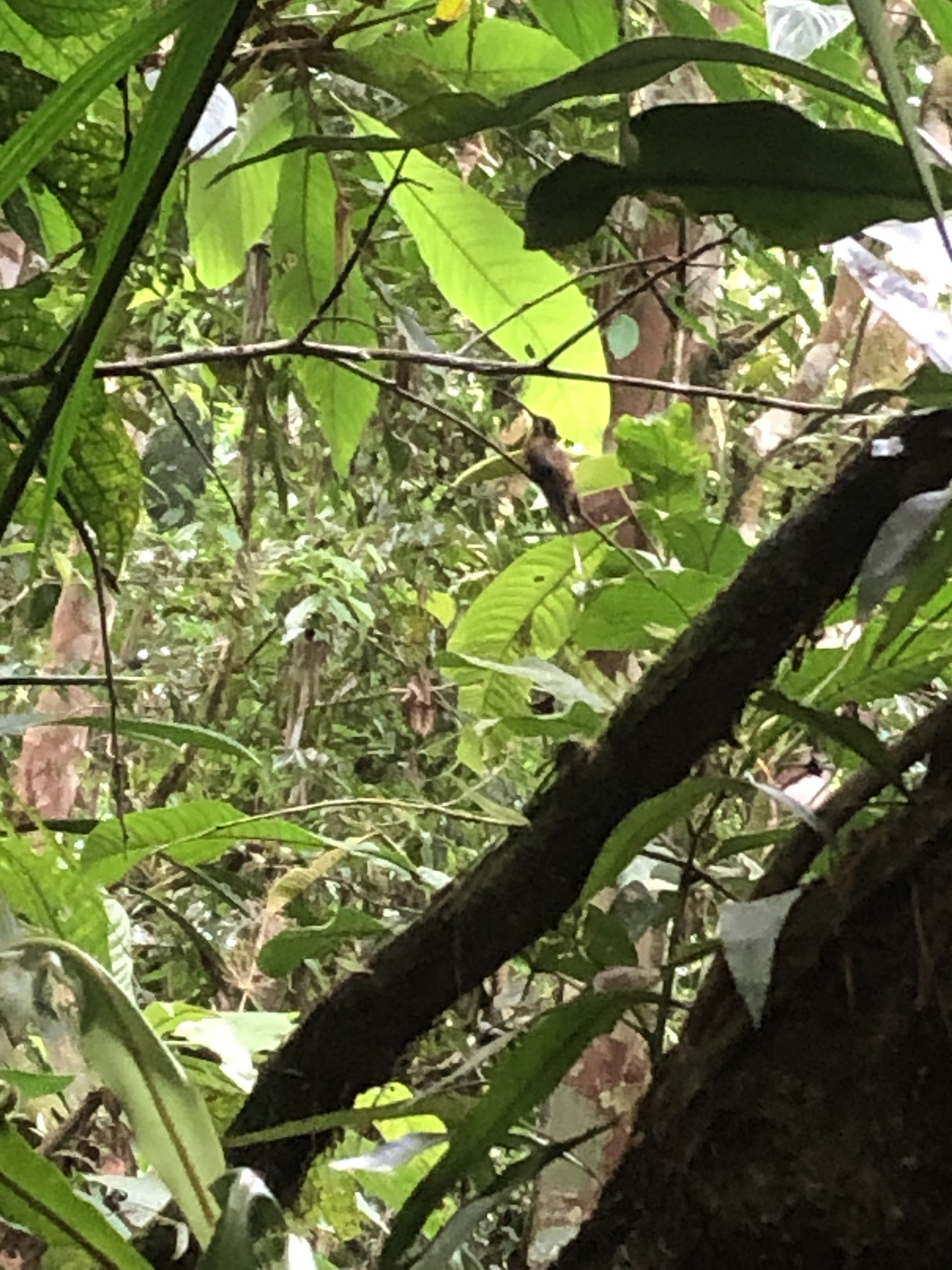 Koepcke's Hermit (Phaethornis koepckeae), photo 9