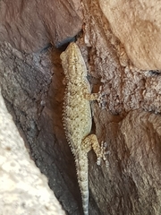 Tarentola mauritanica