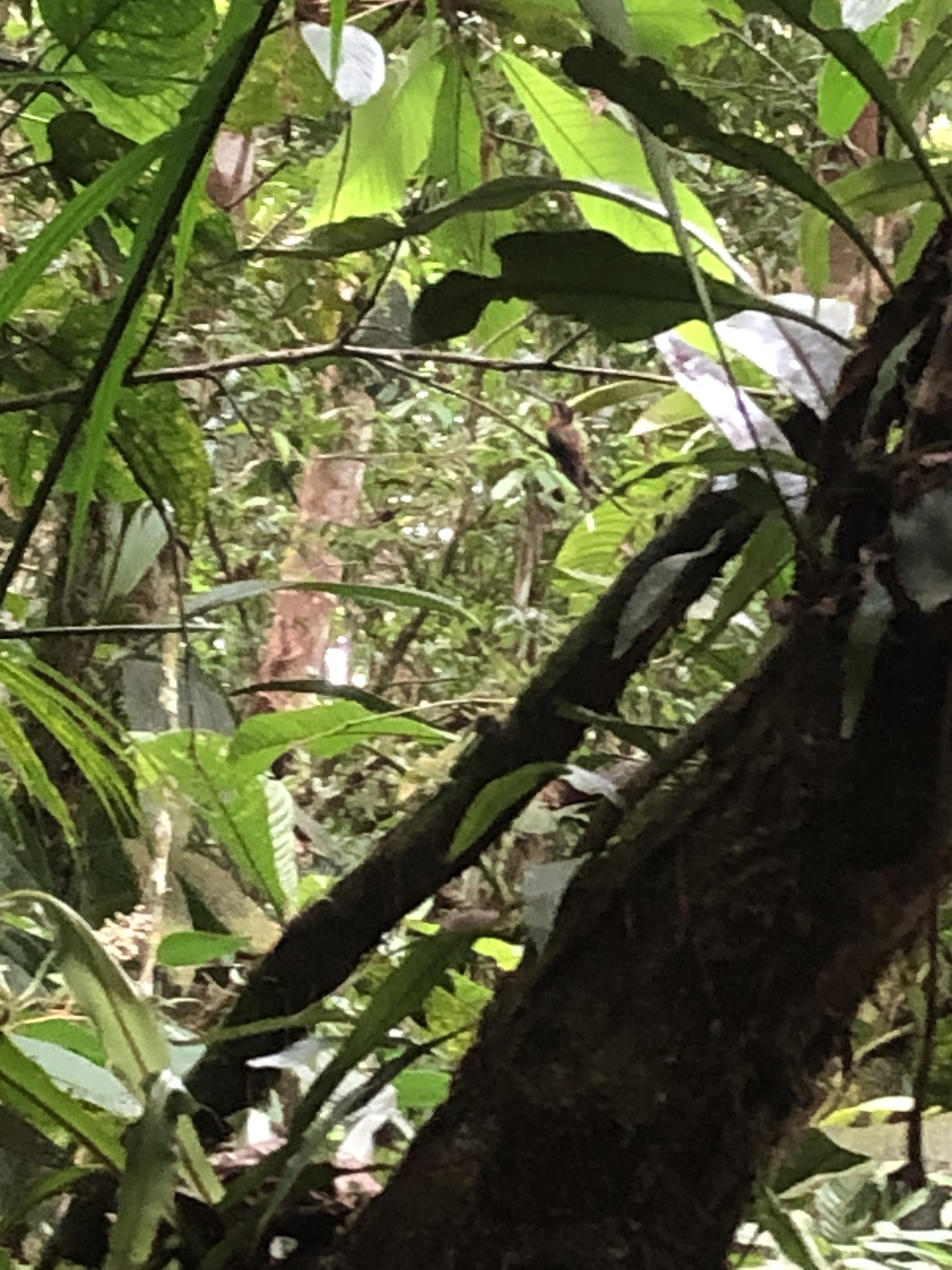 Koepcke's Hermit (Phaethornis koepckeae), photo 10