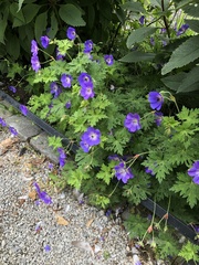Geranium