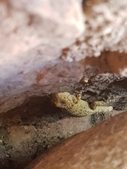 Tarentola mauritanica