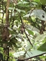 Phaethornis koepckeae