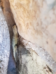 Tarentola mauritanica