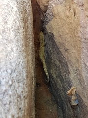 Tarentola mauritanica