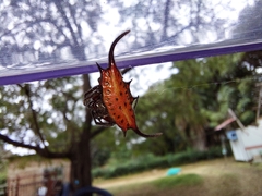 Gasteracantha falcicornis