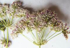 Peucedanum coreanum
