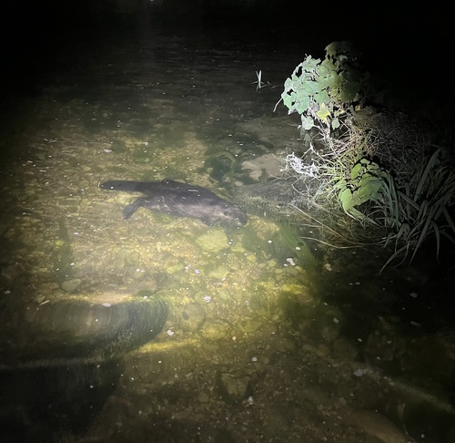 American Beaver photographed in Texas
