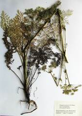 Peucedanum coreanum