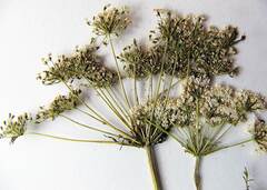 Peucedanum coreanum