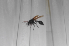 Delta pyriforme philippinense