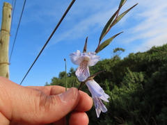 Gladiolus caeruleus