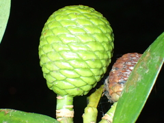 Agathis dammara