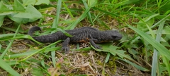 Triturus karelinii