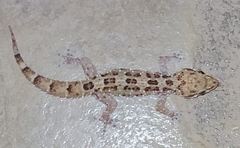 Hemidactylus angulatus