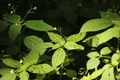 Impatiens parviflora