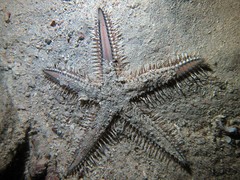 Astropecten polyacanthus