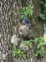 Columba livia domestica