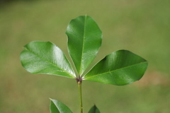 Alyxia ruscifolia major