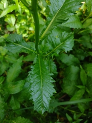 Rorippa amphibia