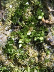 Bryum dichotomum