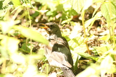 Turdus pilaris