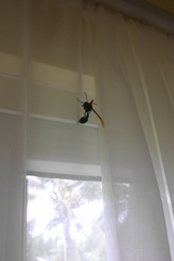 Delta pyriforme philippinense