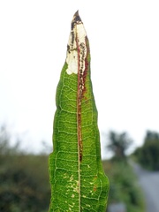 Mompha raschkiella