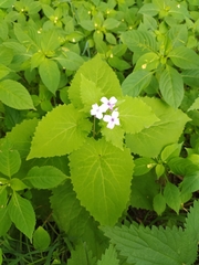 Lunaria rediviva