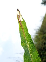 Mompha raschkiella