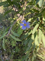 Felicia aethiopica