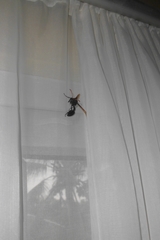 Delta pyriforme philippinense