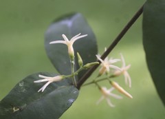Melodinus acutiflorus