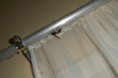 Delta pyriforme philippinense