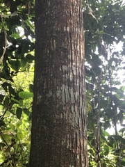 Cedrelinga cateniformis