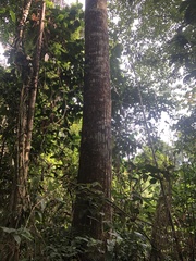 Cedrelinga cateniformis