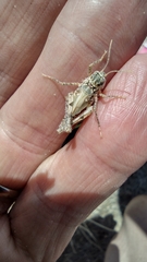 Acrotylus insubricus