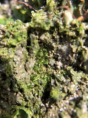 Bryum dichotomum