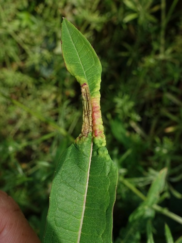 Dasineura kiefferiana