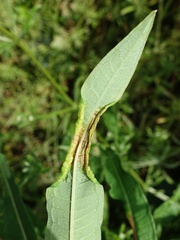 Dasineura kiefferiana
