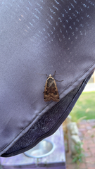 Noctua pronuba