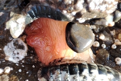 Cnemidocarpa bicornuta