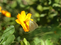 Catopsilia florella