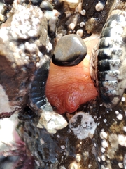 Cnemidocarpa bicornuta
