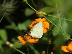 Catopsilia florella