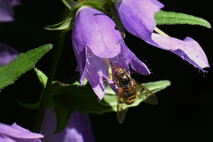 Ferdinandea ruficornis